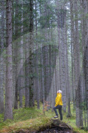 Woman standing in the forest looking up at tall trees, Somadida Nature Reserve, Dolomites, Auronzo di Cadore, Veneto, Italy