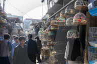 Birds for sale, Bird street, Kabul, Afghanistan