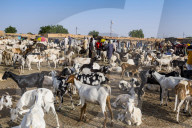 Animal market, Unesco world heritage sight Agadez, Niger