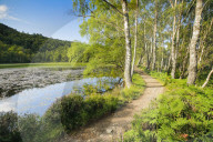 Trail in Craigellachie National Nature Reserve, Scotland