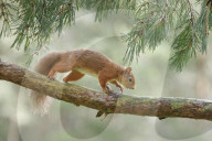 Eurasian Red Squirrel, Sciurus vulgaris, Scotland