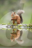 Eurasian Red Squirrel, Sciurus vulgaris, Scotland