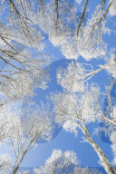 Snow covered beech tree tops against blue sky viewed from the ground
