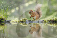 Eurasian Red Squirrel, Sciurus vulgaris, Scotland