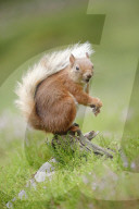 Eurasian Red Squirrel, Sciurus vulgaris, Scotland