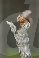 Eurasian Red Squirrel, Sciurus vulgaris, Scotland