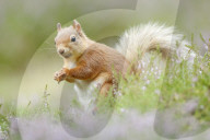 Eurasian Red Squirrel, Sciurus vulgaris, Scotland