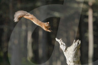 Eurasian Red Squirrel, Sciurus vulgaris, Scotland