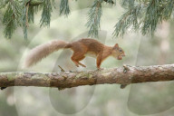 Eurasian Red Squirrel, Sciurus vulgaris, Scotland