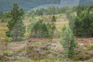 Scots pine, Cairngorms N.P., Scotland