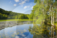 Pond in Craigellachie National Nature Reserve, Scotland