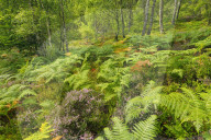 Craigellachie National Nature Reserve, Scotland