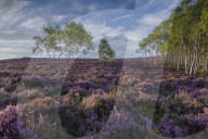 Purple heather (calluna vulgaris) in full summer bloom on the elevated moorland of the eastern Peak District at Millstone Edge