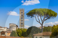 Basilica of San Frediano, Pinus Pinaster, Pine tree, Lucca, Tuscany, Italy, Europe.