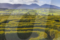 The Peace Maze, Castlewellan, County Down, Nothern Ireland, United Kingdom, Europe.