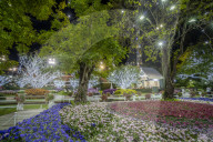 Beautiful and colourful flowers in Chiang Rai Flower Festival at night, Chiang Rai, Thailand, Southeast Asia, Asia