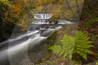 Autumn in Stock Ghyll near Ambleside, Cumbria, England, United Kingdom, Europe