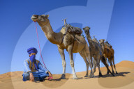 Berber and Camels, Sahara Desert, Morocco, North Africa