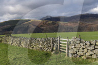 Dry stone wall and grazing sheep, Lake District National Park, Cumbria