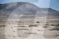 Horse Riding, El Cotillo Beach, Fuerteventura