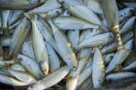 Sardines fresh in from the catch, Kalamies Beach, Protaras, Cyprus