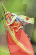 Red eyed tree frog (Agalychins callydrias) on red flower, Sarapiqui, Costa Rica