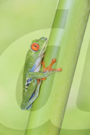Red eyed tree frog (Agalychins callydrias) climbing green stem, Sarapiqui, Costa Rica