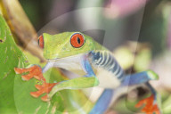 Red eyed tree frog (Agalychins callydrias), Sarapiqui, Costa Rica
