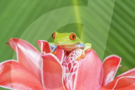Red eyed tree frog (Agalychins callydrias) on red flower, Sarapiqui, Costa Rica
