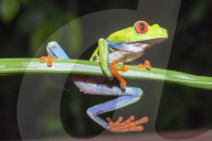 Red eyed tree frog (Agalychins callydrias) on green stem, Sarapiqui, Costa Rica