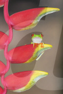 Red eyed tree frog (Agalychins callydrias) on Heliconia flower, Sarapiqui, Costa Rica