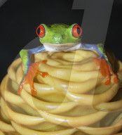 Red eyed tree frog (Agalychins callydrias) on yellow flower, Sarapiqui, Costa Rica