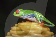 Red eyed tree frog (Agalychins callydrias) on yellow flower, Sarapiqui, Costa Rica