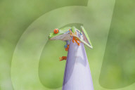 Red eyed tree frog (Agalychins callydrias) on pink flower, Sarapiqui, Costa Rica
