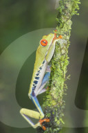 Red eyed tree frog (Agalychnis Callidryas) climbing twig, Sarapiqui, Costa Rica, Central America
