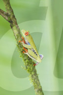 Red eyed tree frog (Agalychnis Callidryas) climbing twig, Sarapiqui, Costa Rica, Central America