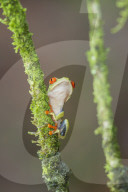 Red eyed tree frog (Agalychnis Callidryas) climbing twig, Sarapiqui, Costa Rica, Central America