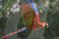 Scarlet Macaw (Ara macao) in flight, Corcovado National Park, Osa Peninsula, Costa Rica