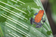 Blue jeans dart frog (Dendrobates pumilio) on leaf, Costa Rica, Central America