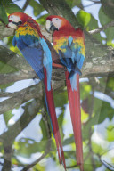 Scarlet Macaws (Ara macao) perching on a tree, Corcovado National Park, Osa Peninsula, Costa Rica