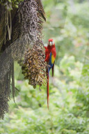 Scarlet Macaw (Ara macao) perching on a tree, Corcovado National Park, Osa Peninsula, Costa Rica