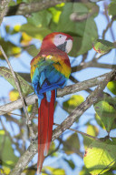 Scarlet Macaw (Ara macao) perching on a tree, Corcovado National Park, Osa Peninsula, Costa Rica