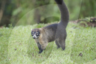 Coati (Nasua narica), Costa Rica, Central America