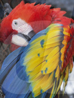 Scarlet Macaw (Ara macao), Costa Rica, Central America