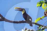 Chestnut-mandibled Toucan (Ramphastos swainsonii) perching on a tree, Corcovado National Park, Osa Peninsula, Costa Rica