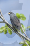 Great black hawk (Urubitinga urubitinga) perched on a tree, Corcovado National Park, Osa Peninsula, Costa Rica