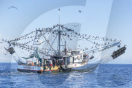 Fishing boat accompanied by a flock of birds, Drake bay, Osa Peninsula, Costa Rica