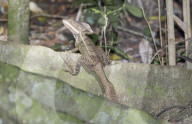 Common basilisk (basiliscus basiliscus) in rainforest, Manuel Antonio National Park, Quepos, Puntarenas Province, Costa Rica