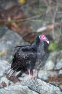 Turkey Vulture (Cathartes Aura). Manuel Antonio National Park, Puntarenas Province, Costa Rica.