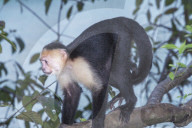 White-faced capuchin monkey (Cebus capucinus) in rainforest, Manuel Antonio National Park, Puntarenas Province, Costa Rica.